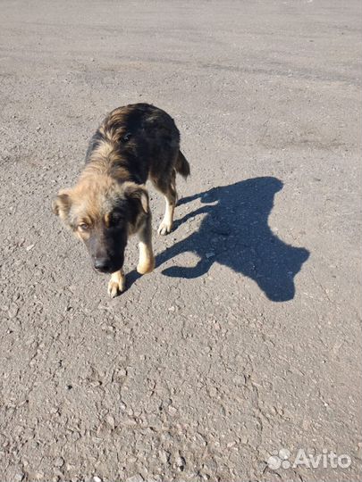 Собаки бесплатно в добрые руки