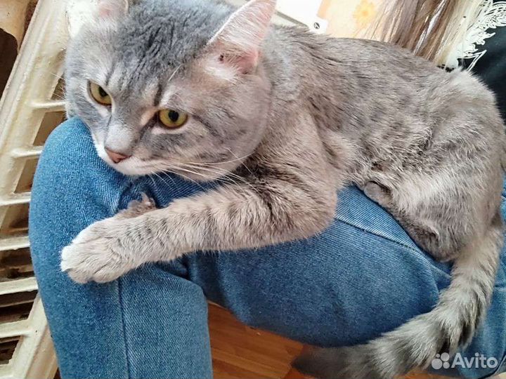 Котик в добрые руки