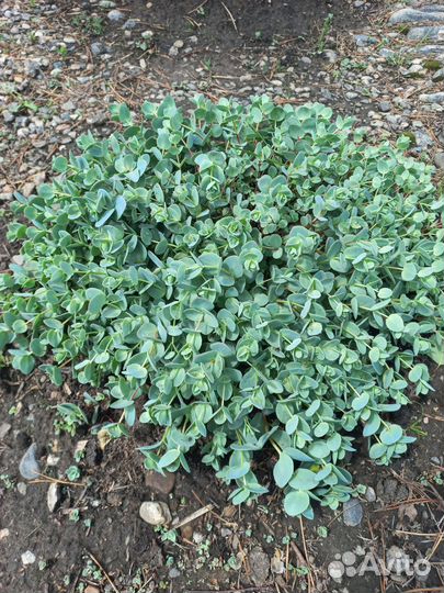 Очитки, мертензия