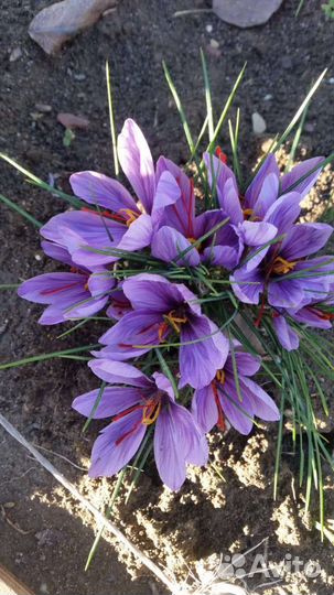 Шафран позднецветущий (крокус сатиус)