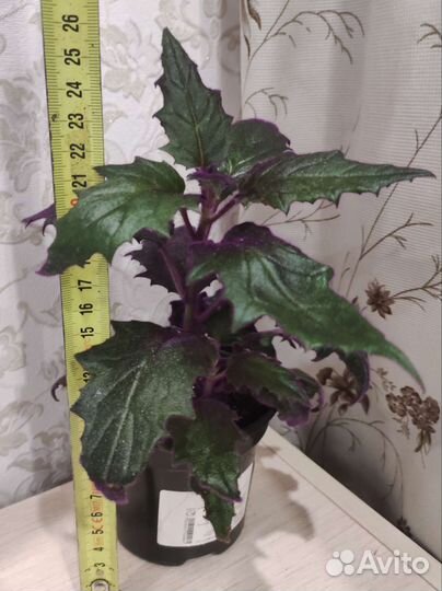 Гинура, взрослое растение