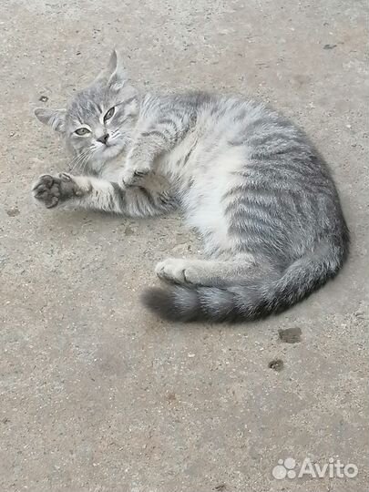 Котенок в добрые руки. Девочка три месяца