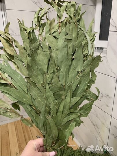 Эвкалиптовый веник свежий в наличии Тюмень