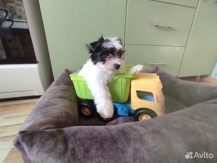 Бивер терьер