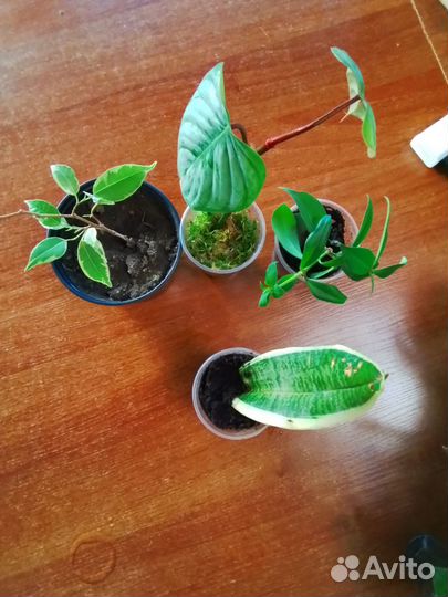 Комнатные цветы набор