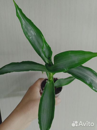 Комнатные растения