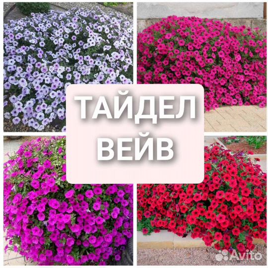 Петунья