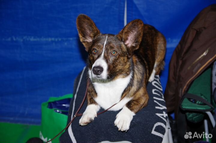 Вельш Корги Кардиган, кобель, Вязка