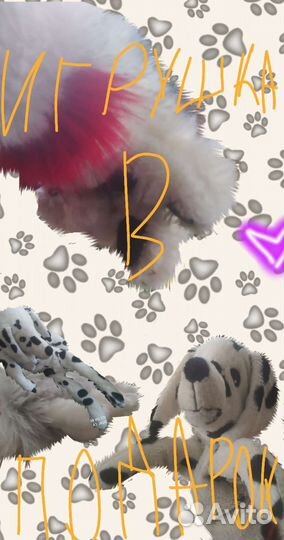 Фкрчатки на гибрида обмен игрушка в подарок плюш