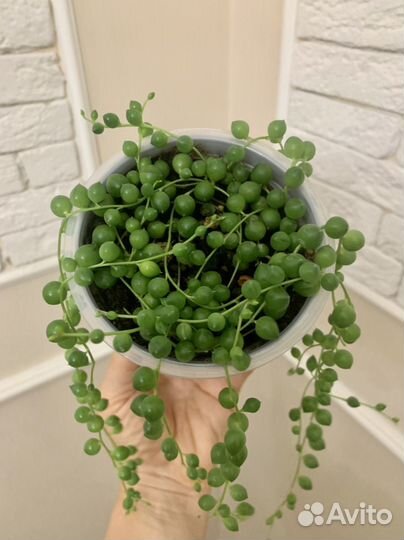 Крестовник Роули