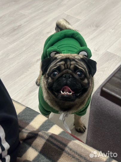 Мопс вязка мальчик