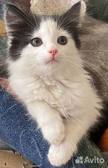 Котенок мальчик