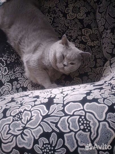 Британская