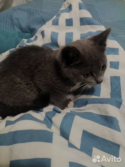 Котенок. Отдадим в хорошие руки