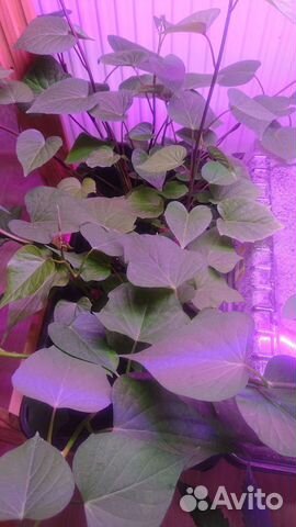 Батат. Сорта победа 100 и винницкий