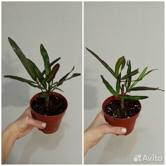 Кротон,Спатифиллум,Аспарагус,Диффенбахия