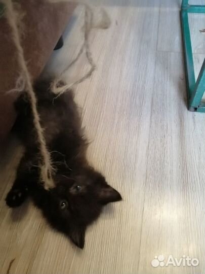 Котята ищут дом