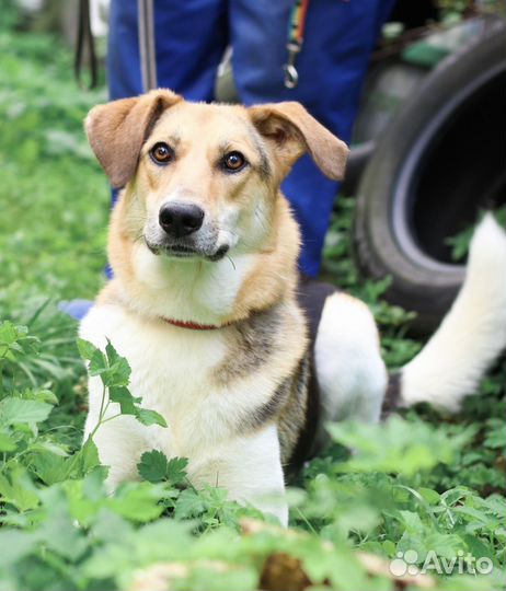 Позитивная и ласковая собака Ладушка ищет дом