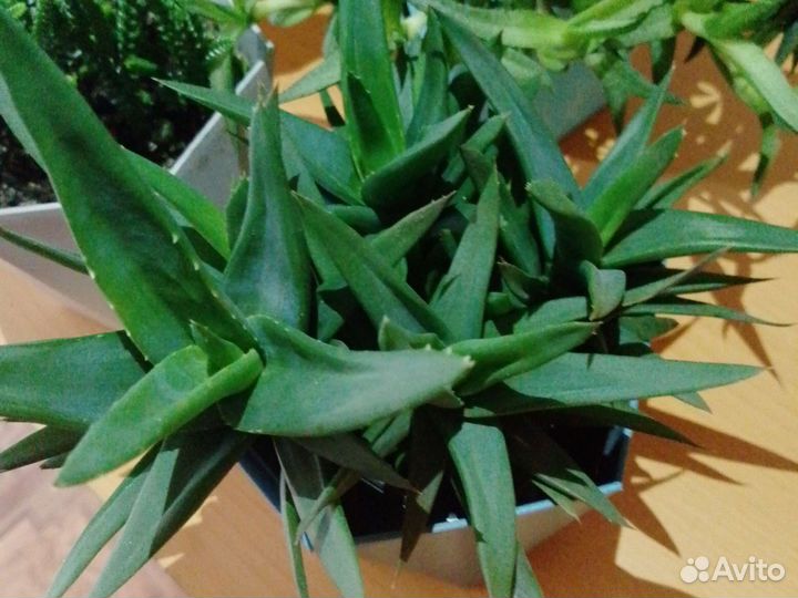 Суккулееты