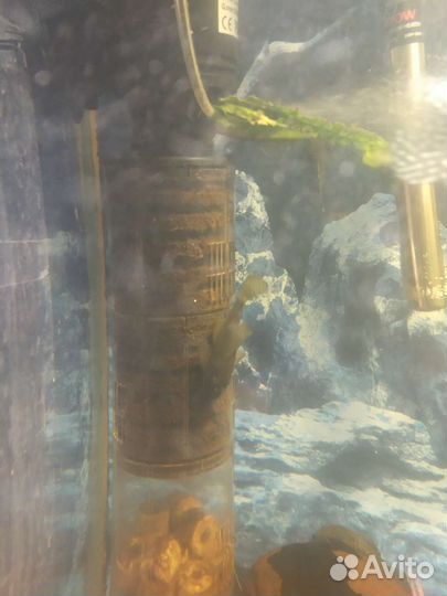 Аквариум 200л