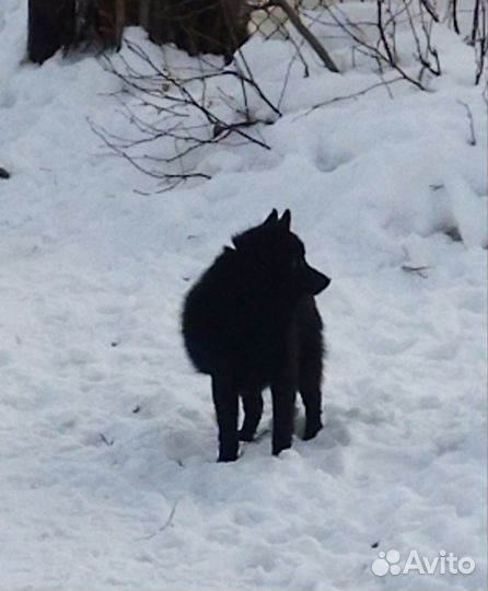 Бельгийская овчарка