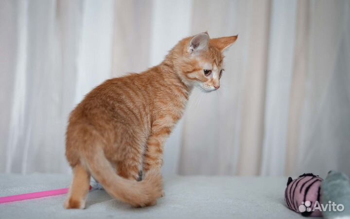 Кышпировский - котик в добрые руки