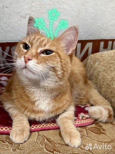 Котик в дар