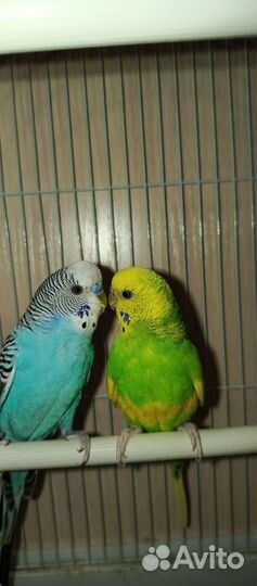 Пара волнистых попугаев с оборудованной клеткой
