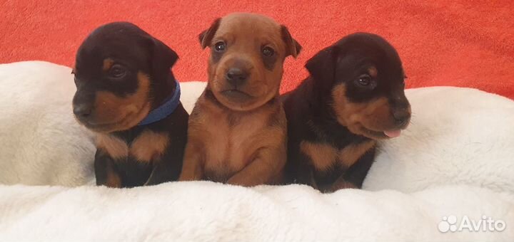 Цвергпинчер