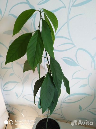 Растение авокадо с горшком