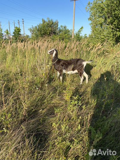 Коза дойная ламанча