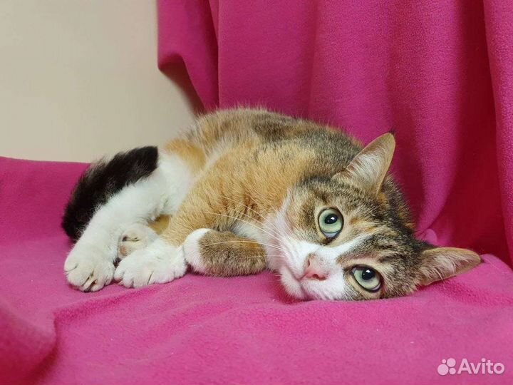 Трехцветная кошка – в добрые руки