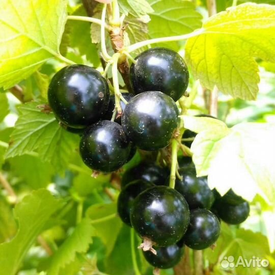 Саженцы смородина черная Экзотика
