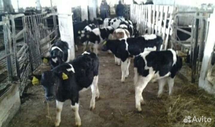 Телята бычки