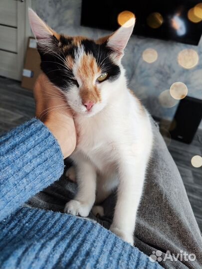 Котята метисы