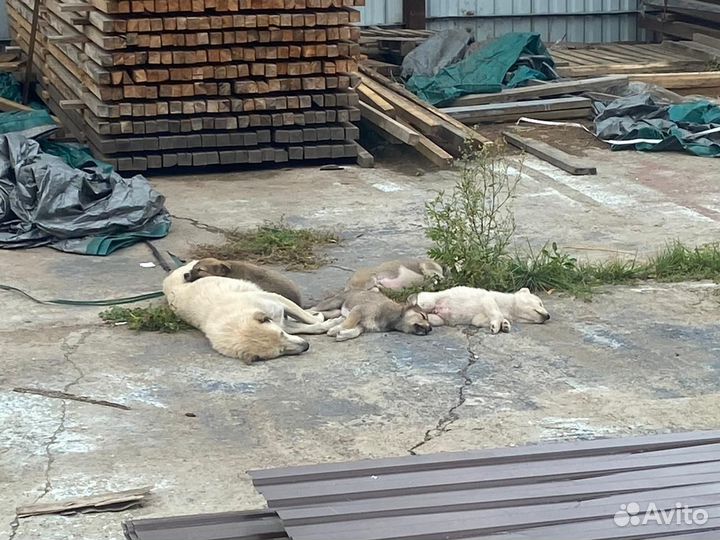 Прошу помощи в спасении невинных душ