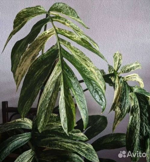 Amidrium zippelianum variegated