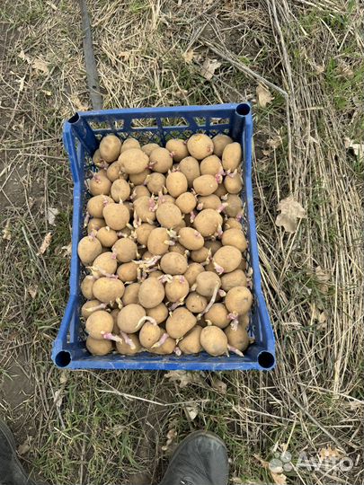 Семенной картофель коломбо