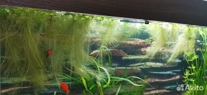 Растения пистия для аквариума