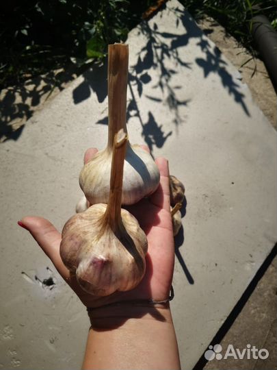 Чеснок домашний