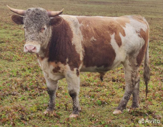 Быки на племя