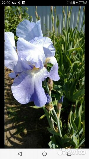 Ирис