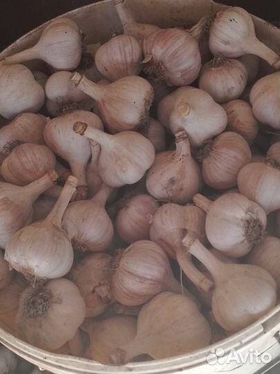 Чеснок