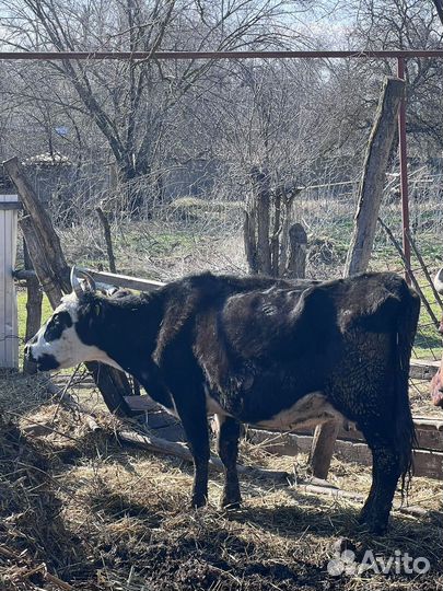 Корова стельная и тёлочки