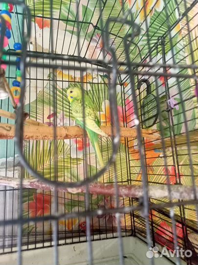 Волнистый попугай самец
