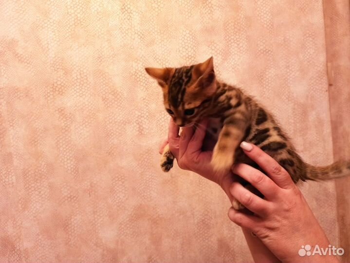 Бенгальская