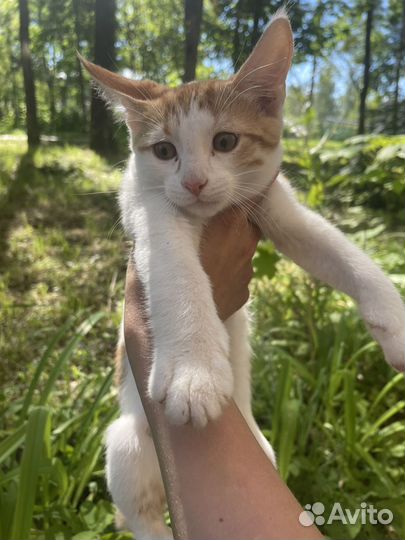 Найдены котята