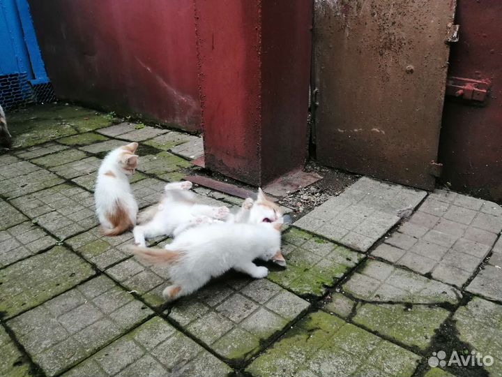 Маленькое счастье в подарок