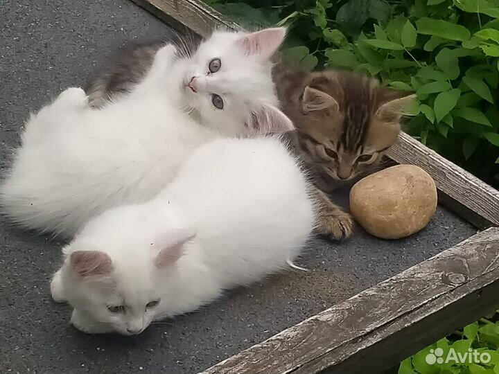 Два котёнка (девочки) 3 мес