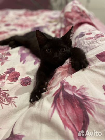 Красавчик в добрые руки